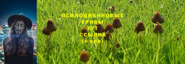 прущие грибы Нефтекумск
